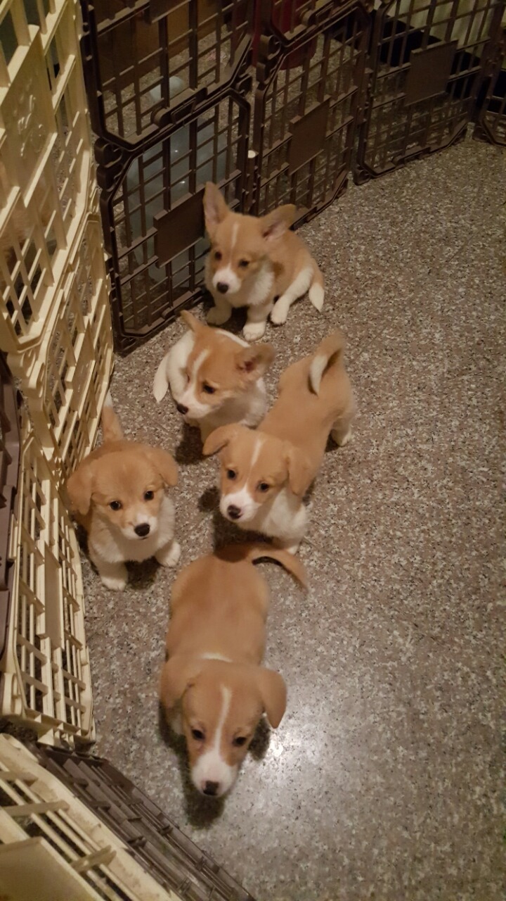 웨시 이미지