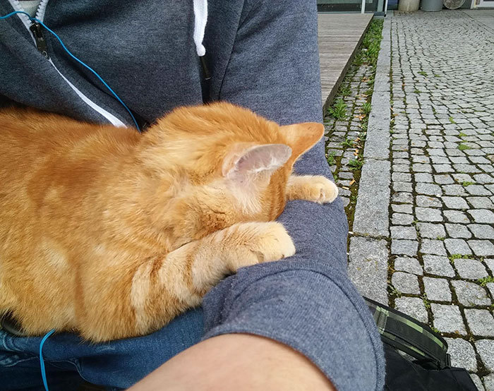 독일의 어느 캠퍼스 고양이.jpg | 인스티즈