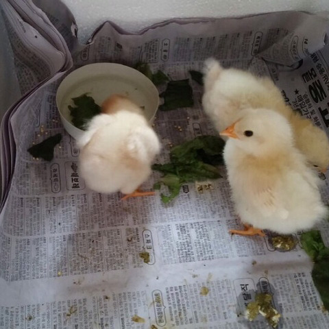 병아리 사진 | 인스티즈