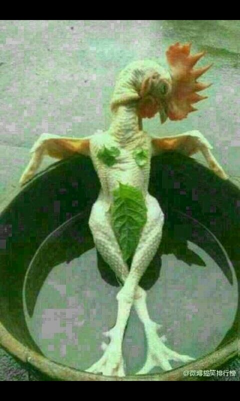 꼬꼬닭이네 이미지