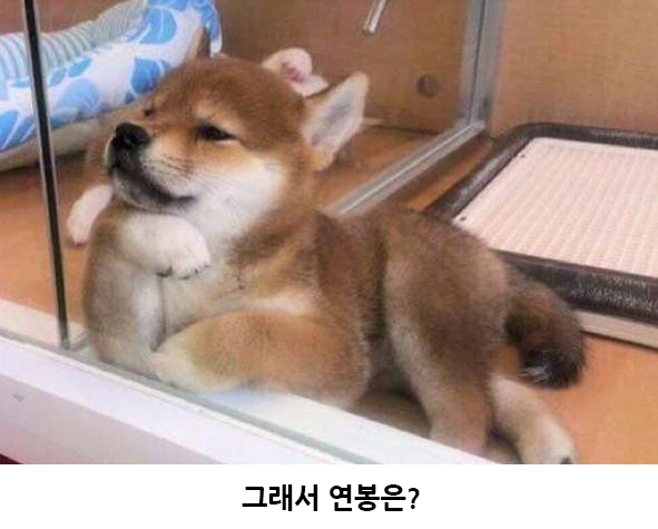 한번쯤 키워보고 싶게 만드는 시바견의 모습 | 인스티즈