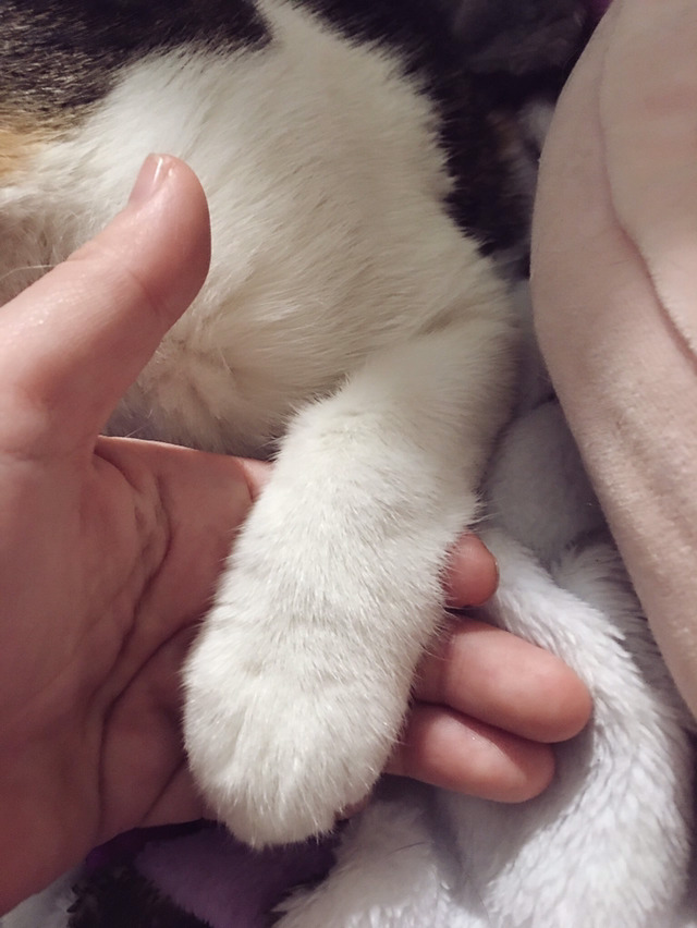 밑에 확대범 냥이 일상 사진이요 ㅋㅋㅋ | 인스티즈