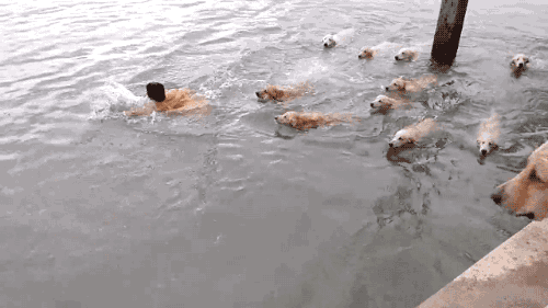 [잔인함주의] 물에 빠진 사람을 사냥하는 12마리의... | 인스티즈