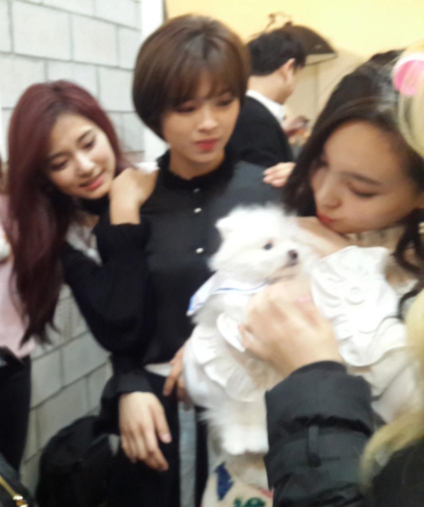 [트와이스] 광고 촬영 중 멍뭉이에 정신팔린 맴버들 ㅋㅋ | 인스티즈