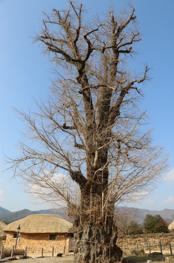 장덕칼국수 이미지