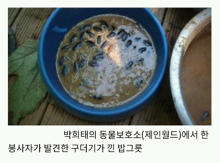 아산에서 또다시 희생당하는 동물이 나타나지않게 서명하자!(사진 끔찍주의) | 인스티즈
