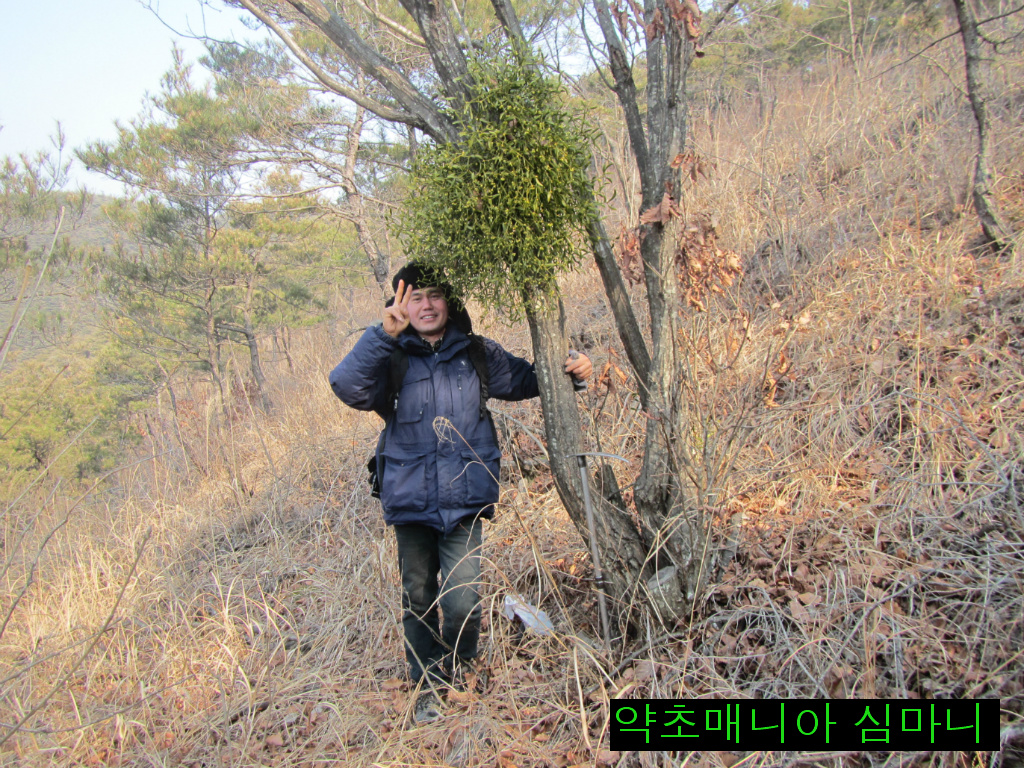 소나무 군락지 이미지