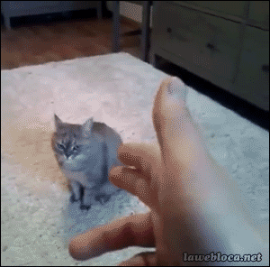 주인새끼 또이네.GIF | 인스티즈