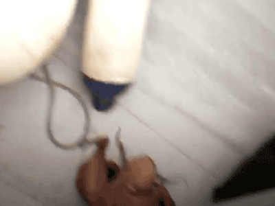문어의 위장술.GIF | 인스티즈
