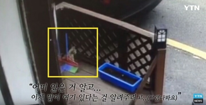 분노주의)웃는 얼굴로 새끼 고양이 내던지고 도망간 미친넘 | 인스티즈