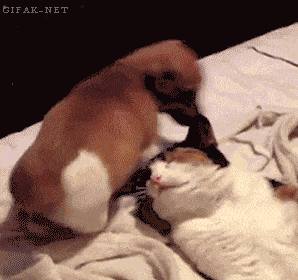 능욕 당하는 고양이.gif | 인스티즈