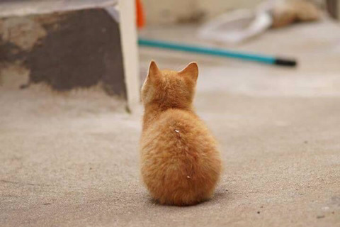 고독한고양이방 에서 주운 쟉고소중한 뽀시래기 고양이 짤 | 인스티즈