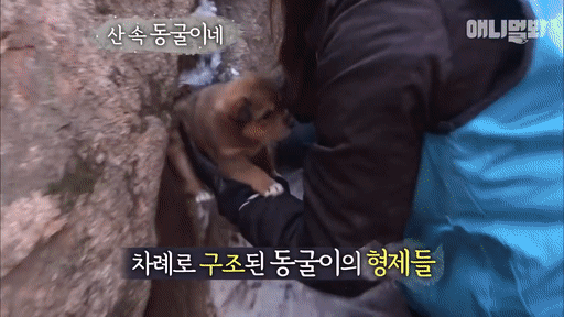 북한산 바위 틈에서 구조된 인절미들ㅠㅠㅠㅠㅠㅠ.gif | 인스티즈