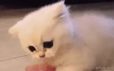 멍냥이.gif | 인스티즈