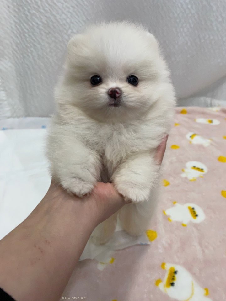 아이이뻐 이미지