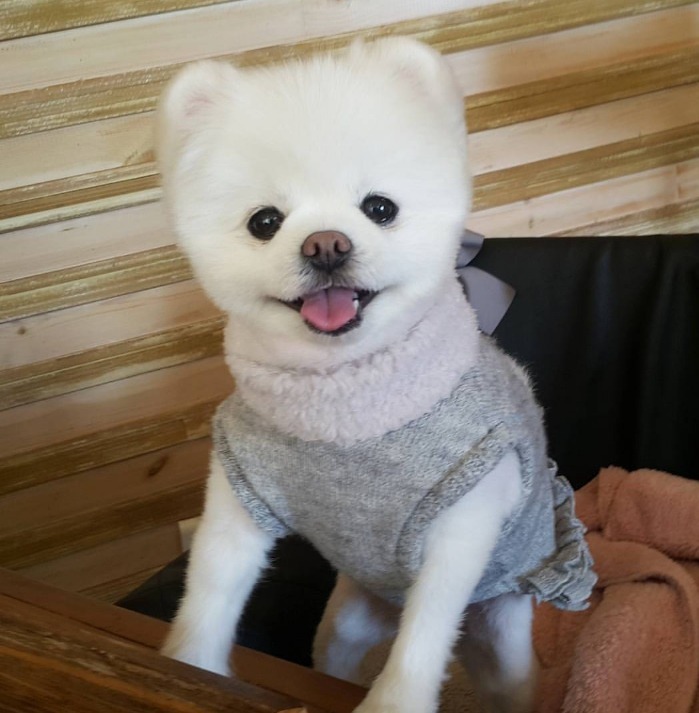 한국의 삼겹살붐에 감사하는 칠레인들 | 인스티즈
