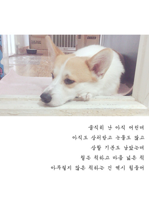 웰시코기가 싸이월드를 했다면? | 인스티즈