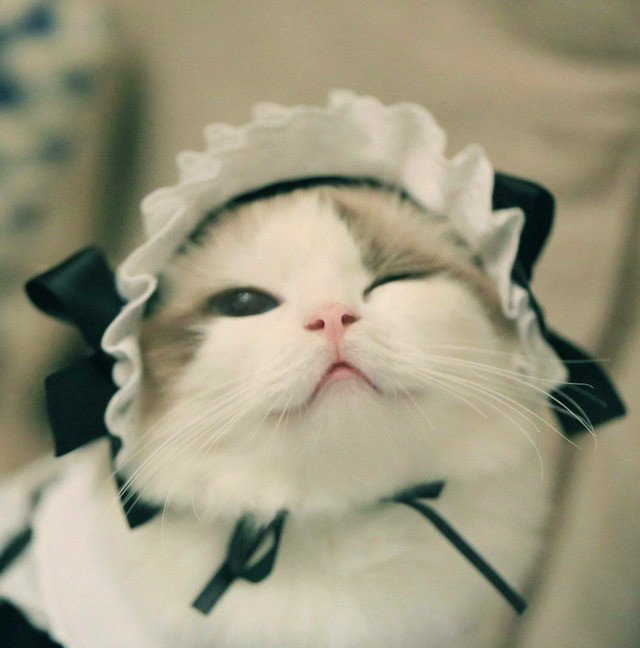 메이드 냥이.jpg | 인스티즈