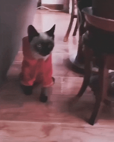 고양이 암살 현장(?) | 인스티즈