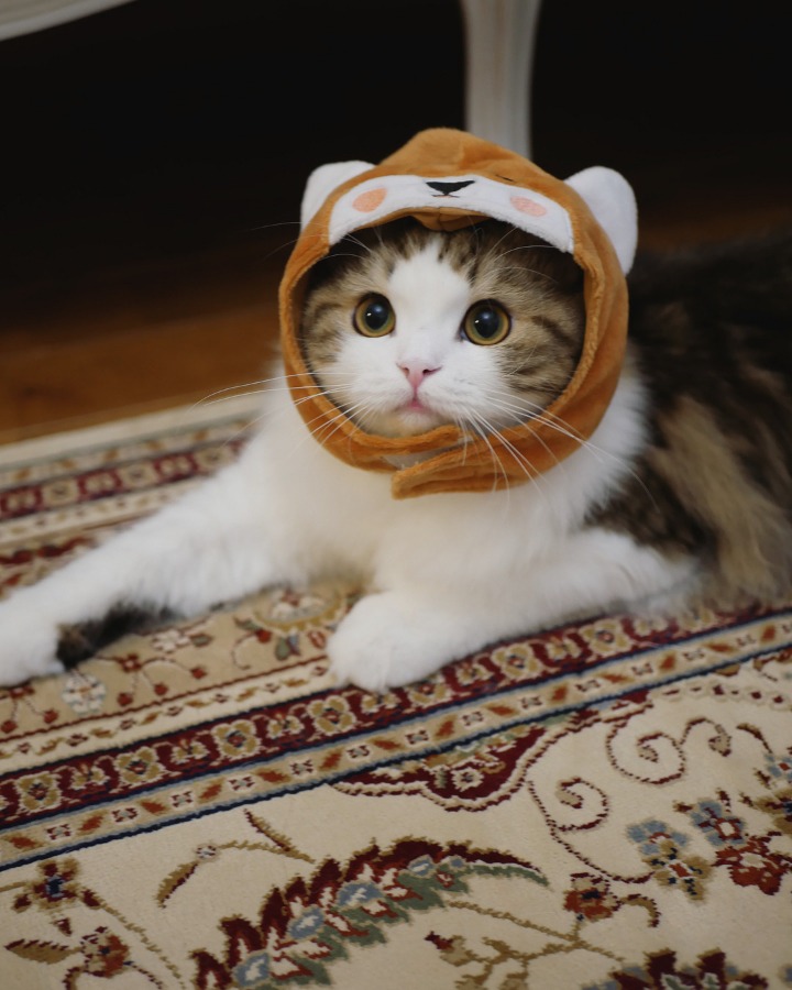 개와 고양이.jpg | 인스티즈