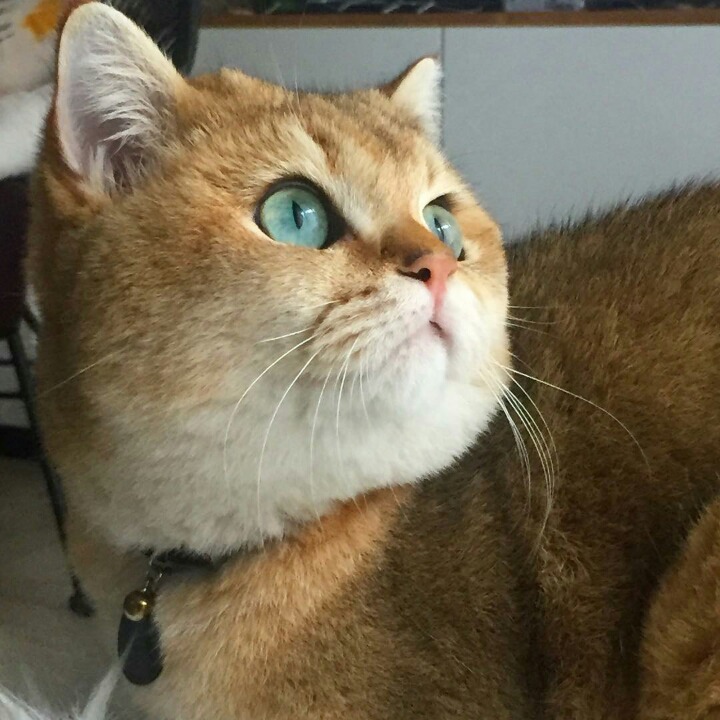 고양이는 주인을 뭐로 생각할까 | 인스티즈