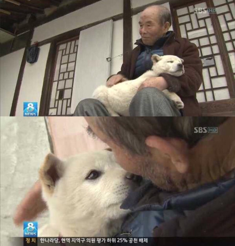 할아버지를 지킨 아기풍산개.jpg | 인스티즈