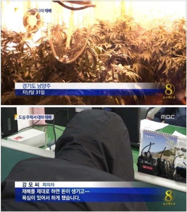 대마초 여대생이 재배.jpg | 인스티즈