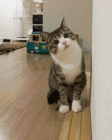 이거 진짜 인간 맞아??? gif | 인스티즈