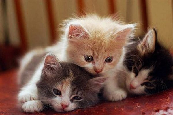 야옹이와 강아지들 | 인스티즈