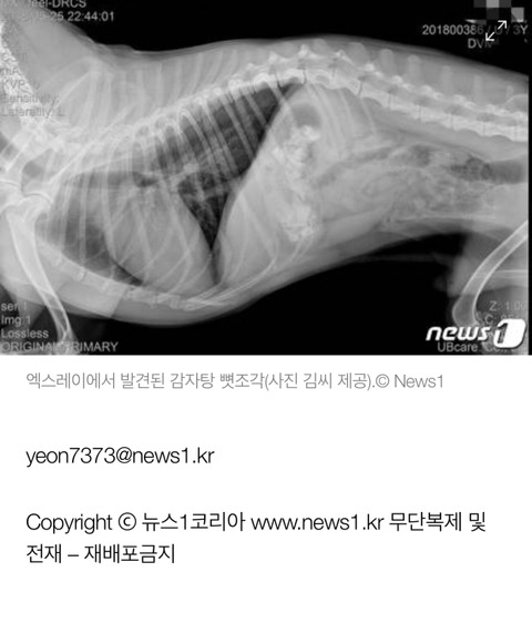 애견호텔 맡긴지 9시간만에 피투성이 돼 돌아온 반려견 | 인스티즈