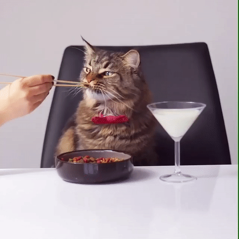 고양이 풀코스 서비스 | 인스티즈