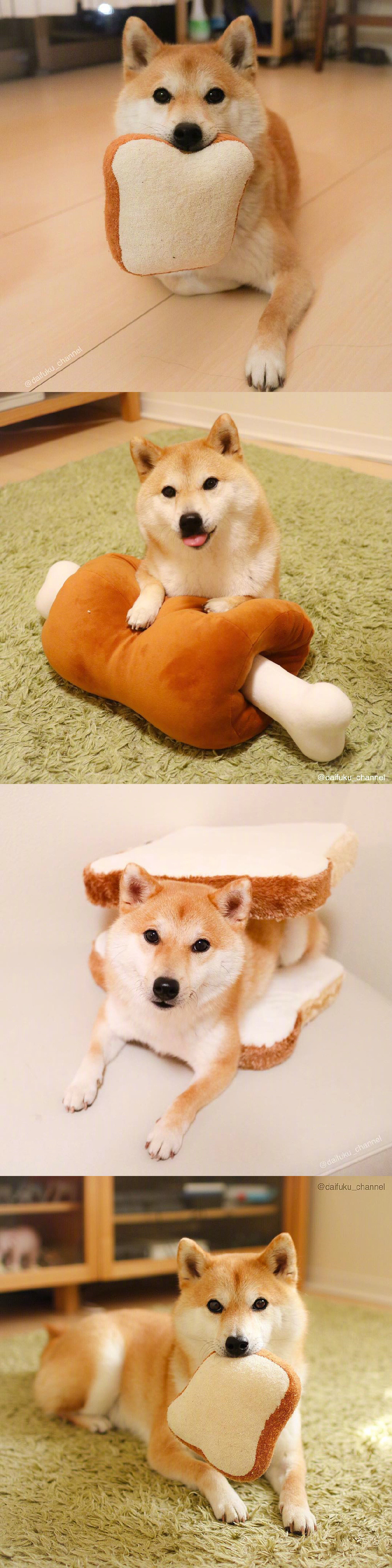 여러가지 인형을 물고 있는 카와이한 시바견 | 인스티즈