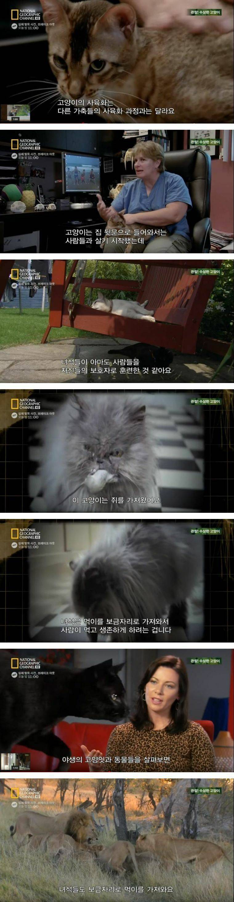 고양이의 사육화 과정 | 인스티즈