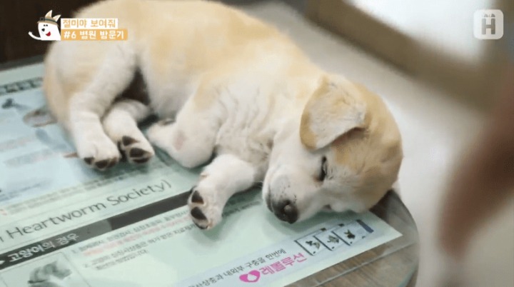 졸리면 아무데서나 잘 자는 절미.jpg | 인스티즈