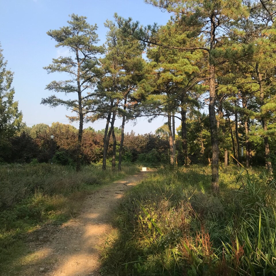 영남대교내 어린 고양이의 목을 잔인하게 잘라둔 인간을 목격하신분을 찾습니다 | 인스티즈