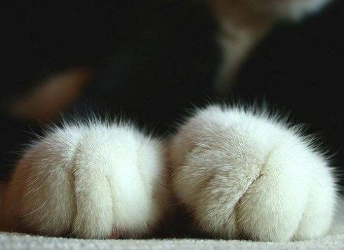 고양이 애호가들이 환장해 하는 부위 | 인스티즈