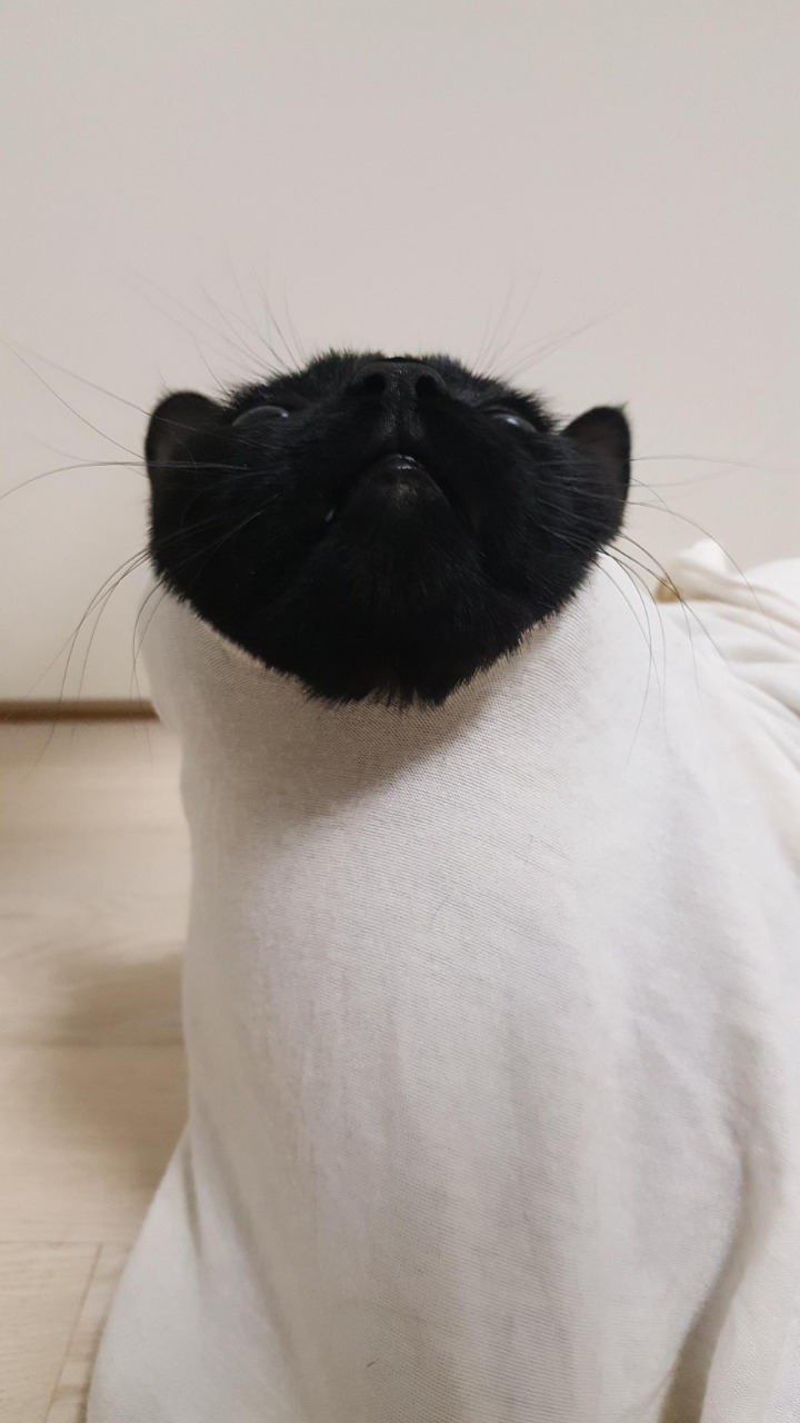 디씨에서 귀여움만으로 힛갤간 고양이 | 인스티즈