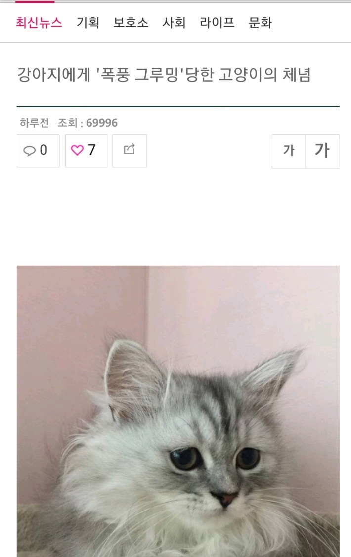 강아지에게 폭풍 그루밍 당하는 체념한 고양이 | 인스티즈