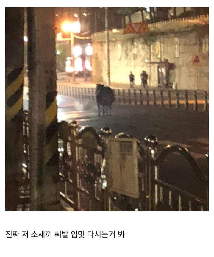 소한테 쫓기는 디시인 | 인스티즈