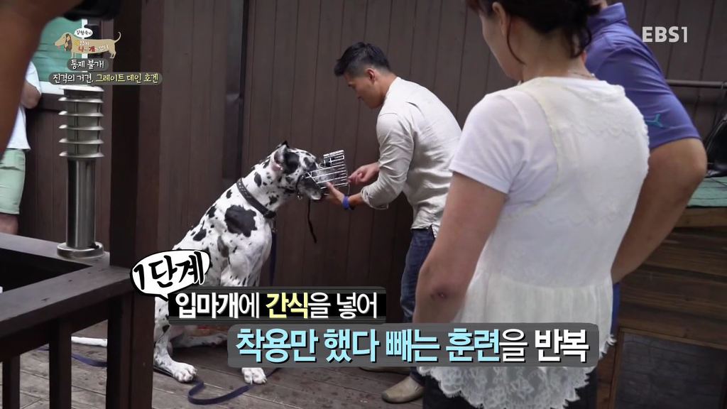 반려견의 입마개 거부감 없애는 팁 .gif | 인스티즈