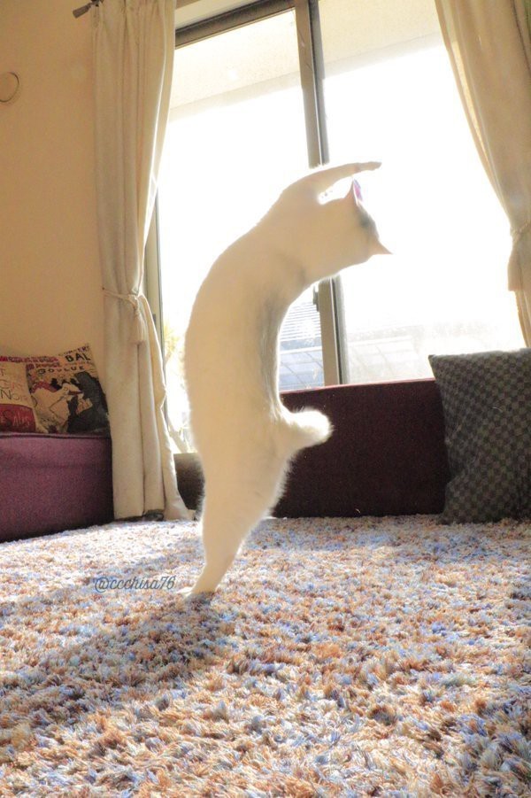 고양이 권법 | 인스티즈