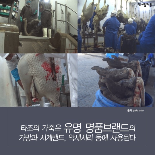 일상에 스며든 동물학대 생산품들 | 인스티즈