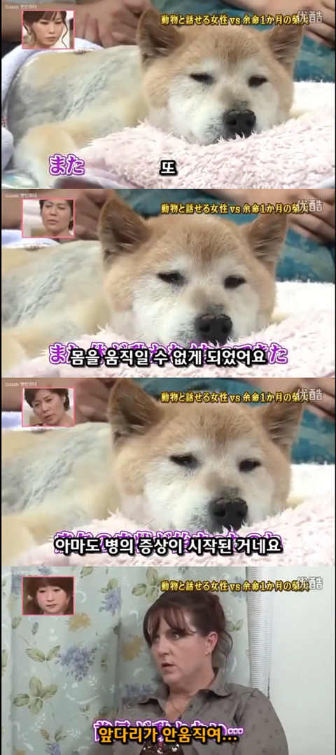 사고로 하반신 마비가되자 주인에게 비참하게 버림받은 시바견 사연 (애니멀 커뮤니케이터 하이디) | 인스티즈
