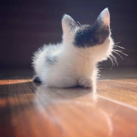 고양이 뒷모습 | 인스티즈