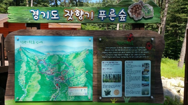 잣나무 숲 이미지