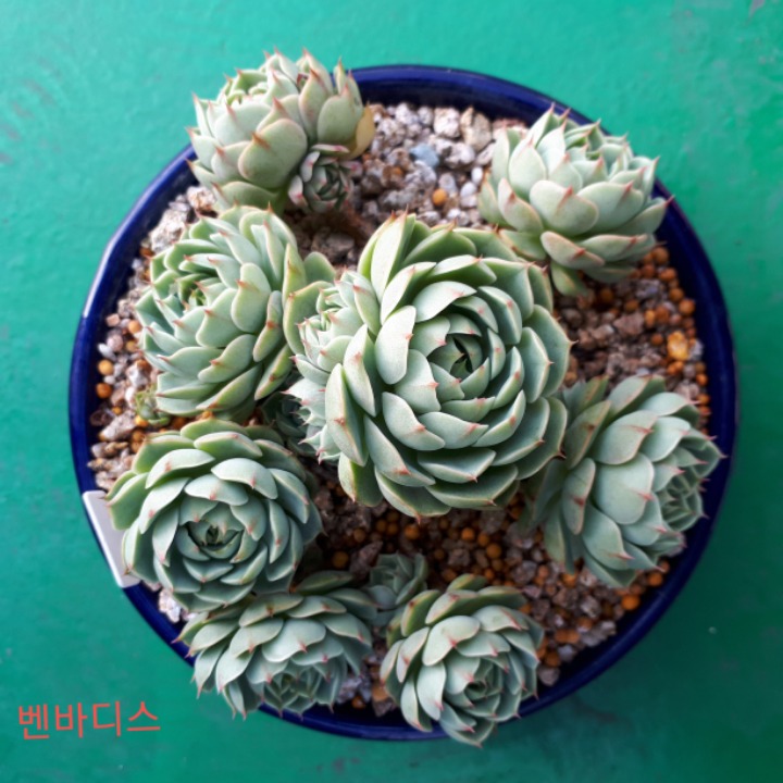 바디스 이미지