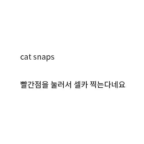 고양이 집사들이 좋아할만한 어플 | 인스티즈
