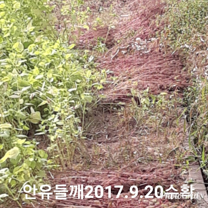소담 이미지