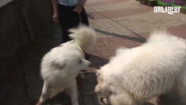 모른척 지나가면 짖는 삼식이.jpg | 인스티즈