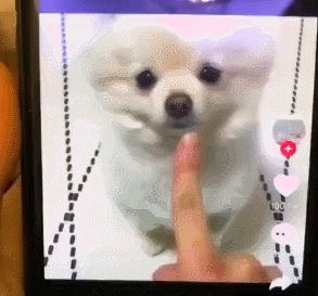 애교많은 강아지가 부러웠던 주인..gif | 인스티즈